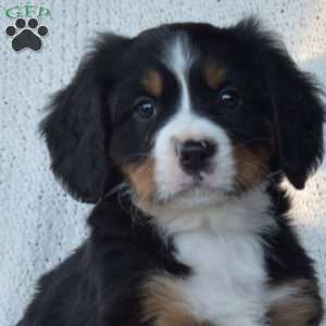 Pretzel, Miniature Bernese Mountain Dog Puppy