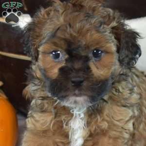 Pretzel, Shih-Poo Puppy