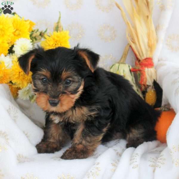 Prince, Yorkie Puppy