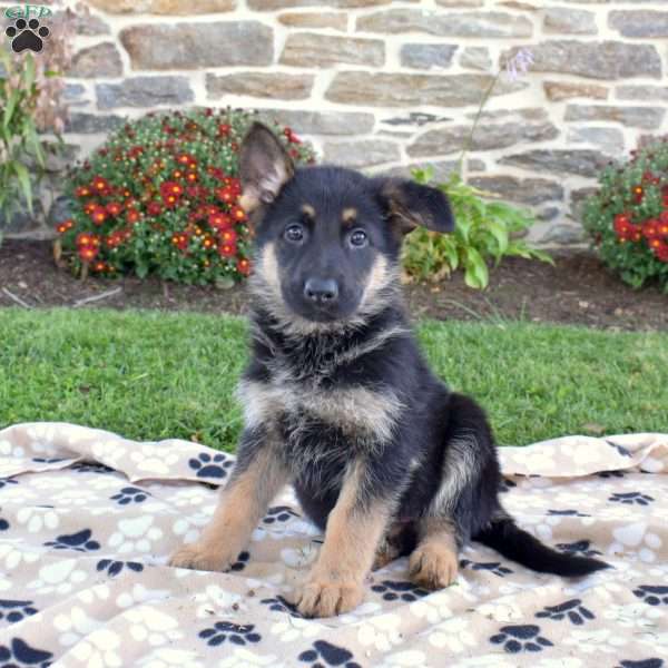 Prince, German Shepherd Puppy