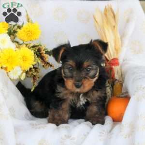 Prince, Yorkie Puppy