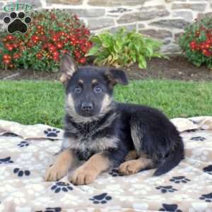 Prince, German Shepherd Puppy