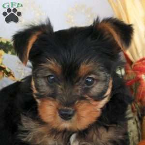 Prince, Yorkie Puppy