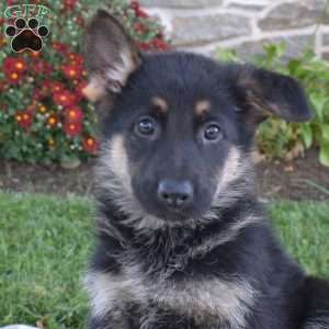Prince, German Shepherd Puppy