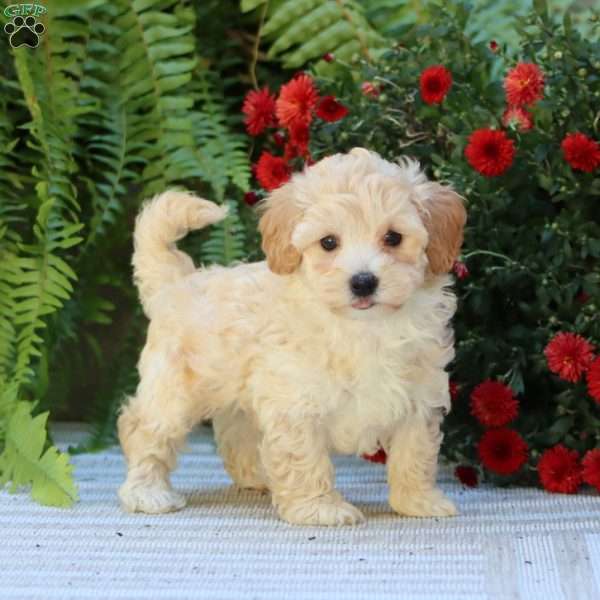 Prince, Havapoo Puppy