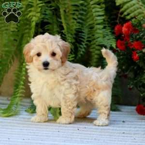 Prince, Havapoo Puppy