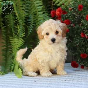 Prince, Havapoo Puppy