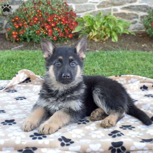 Princess, German Shepherd Puppy