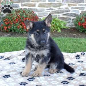 Princess, German Shepherd Puppy