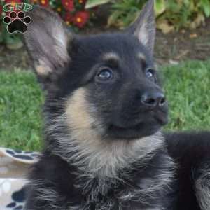 Princess, German Shepherd Puppy