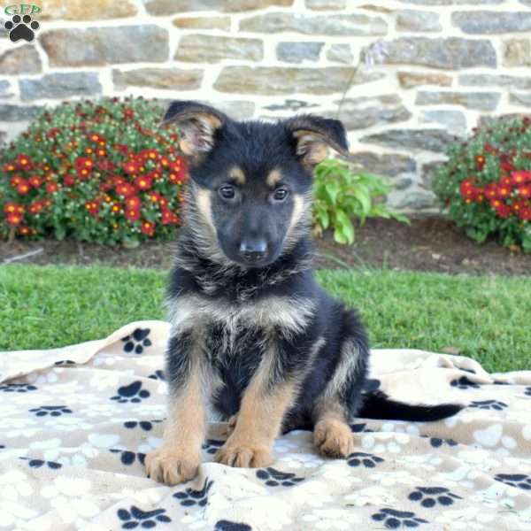 Puma, German Shepherd Puppy