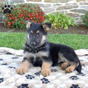Puma, German Shepherd Puppy