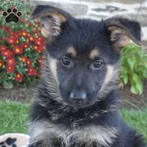 Puma, German Shepherd Puppy