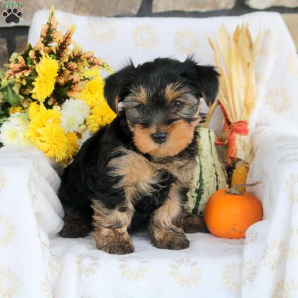 Pumpkin, Yorkie Puppy