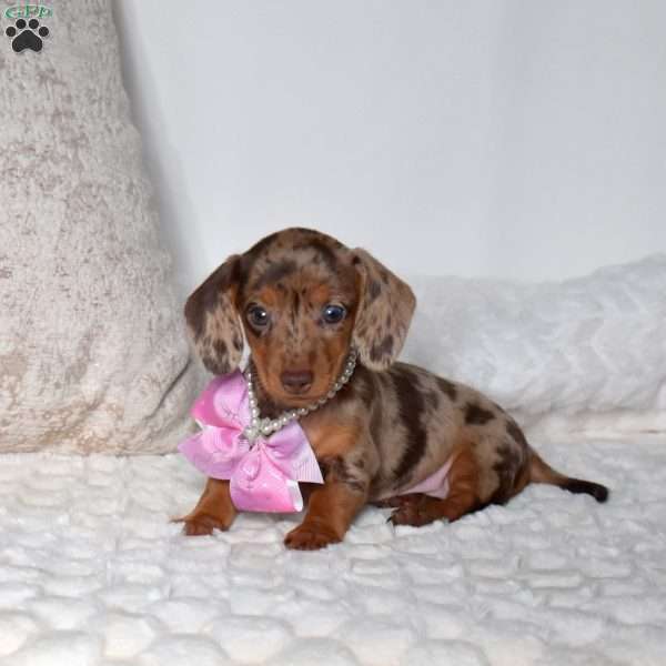 Pumpkin, Dachshund Puppy