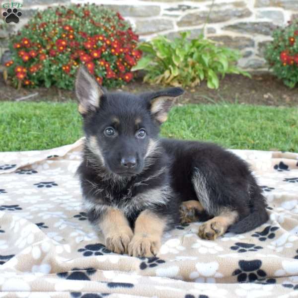 Pumpkin, German Shepherd Puppy