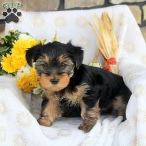 Pumpkin, Yorkie Puppy