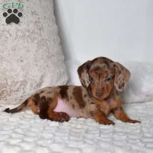 Pumpkin, Dachshund Puppy