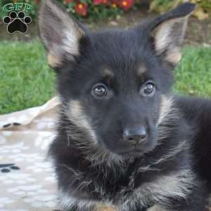Pumpkin, German Shepherd Puppy