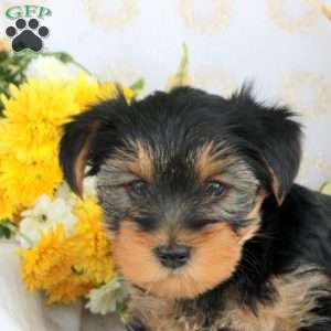 Pumpkin, Yorkie Puppy