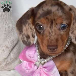 Pumpkin, Dachshund Puppy