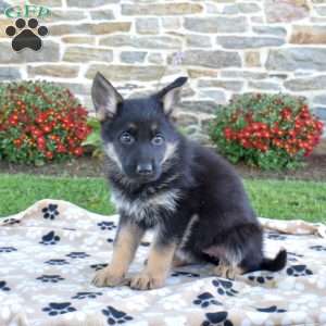 Pumpkin, German Shepherd Puppy