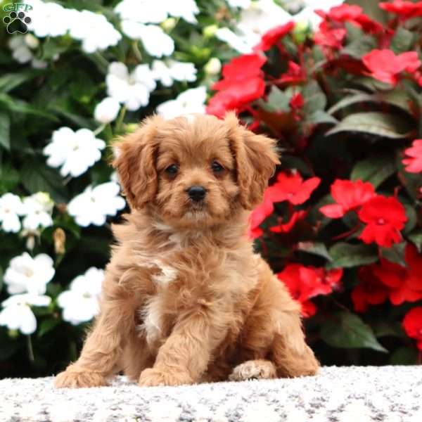 Pumpkin, Cavapoo Puppy