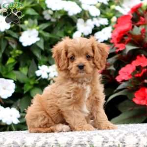 Pumpkin, Cavapoo Puppy