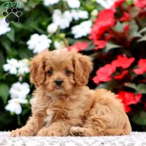 Pumpkin, Cavapoo Puppy