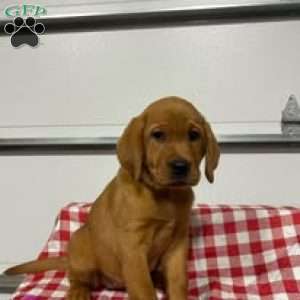 Reba, Fox Red Labrador Retriever Puppy