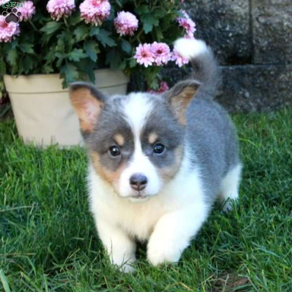 Queenie, Pembroke Welsh Corgi Puppy