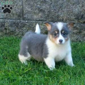 Queenie, Pembroke Welsh Corgi Puppy