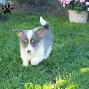 Queenie, Pembroke Welsh Corgi Puppy