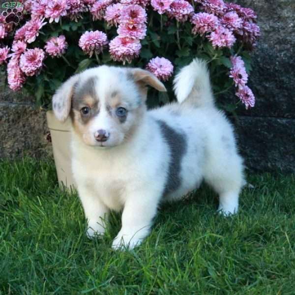 Quincy, Pembroke Welsh Corgi Puppy