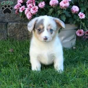 Quincy, Pembroke Welsh Corgi Puppy
