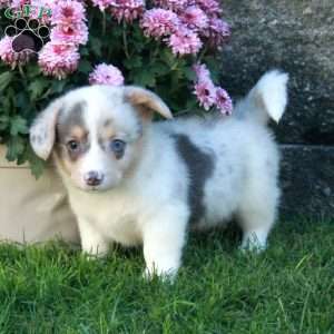 Quincy, Pembroke Welsh Corgi Puppy
