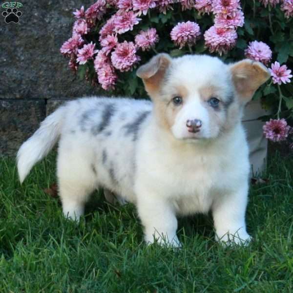 Quinn, Pembroke Welsh Corgi Puppy