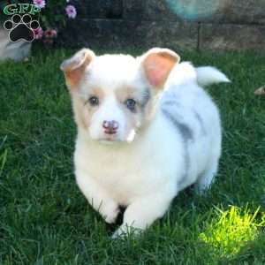 Quinn, Pembroke Welsh Corgi Puppy