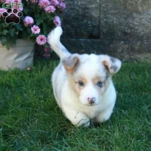 Quinn, Pembroke Welsh Corgi Puppy