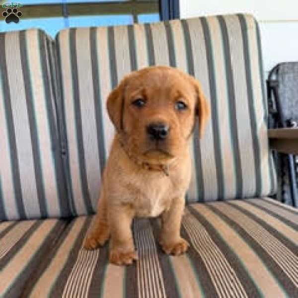 Rambo, Fox Red Labrador Retriever Puppy