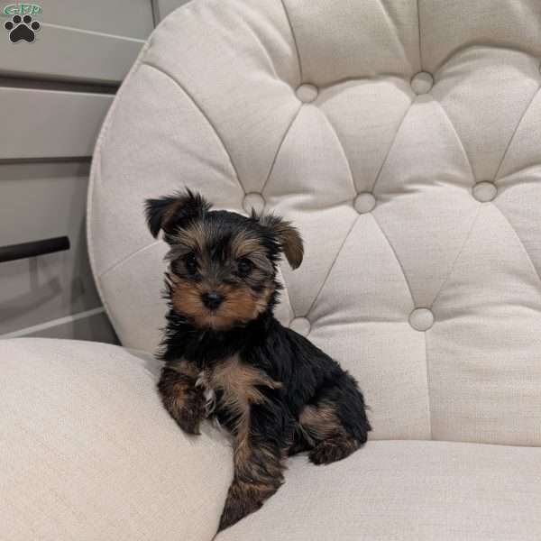 Raya, Yorkie Puppy