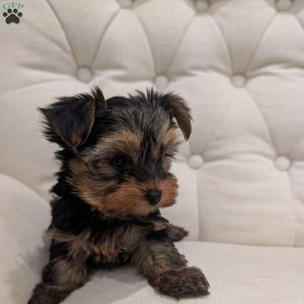Remy, Yorkie Puppy