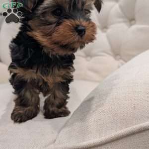 Remy, Yorkie Puppy
