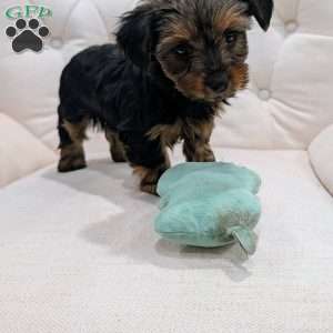 Rita, Yorkie Puppy