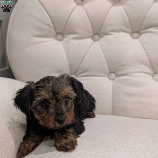 Rita, Yorkie Puppy
