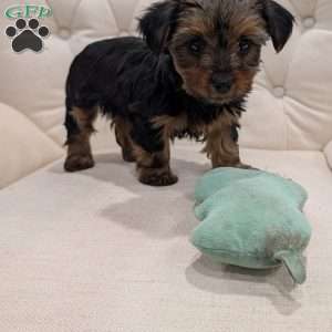 Rita, Yorkie Puppy