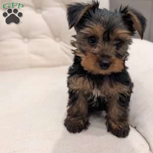 Russel, Yorkie Puppy