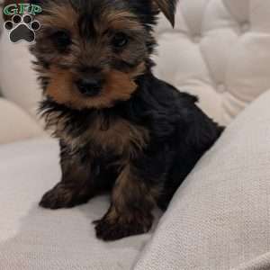 Russel, Yorkie Puppy