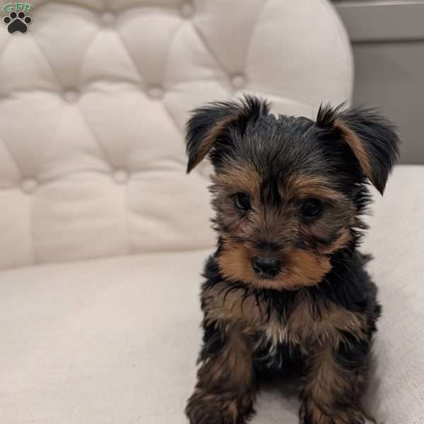 Russel, Yorkie Puppy