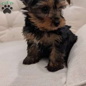 Russel, Yorkie Puppy